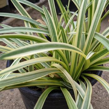 Agapanthus 'Little White Bird' 