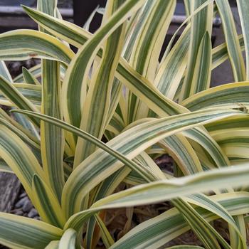 Agapanthus africanus 'Summer Gold' 