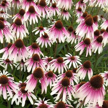 Echinacea 'JS Engeltje' PP31675