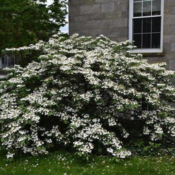 Viburnum plicatum tomentosum 'Shoshoni' 