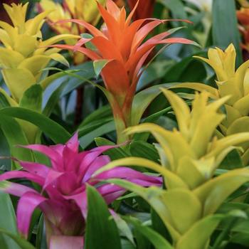 Bromelia 