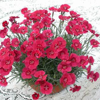 Dianthus Star Single™ 'Eastern Star'