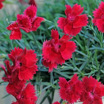 Dianthus Star Single™ 'Fire Star Improved'
