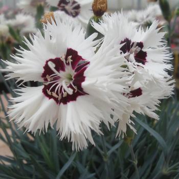 Dianthus Star Single™ 'Stargazer'