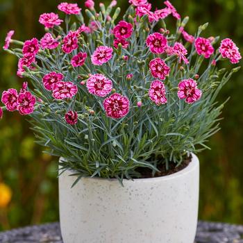 Dianthus Star Single™ 'Superstar'