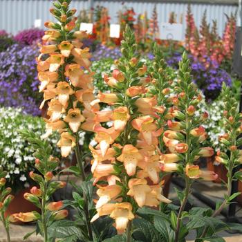 Digitalis x valinii 'Harksted Apricot' 