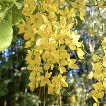 Cassia fistula