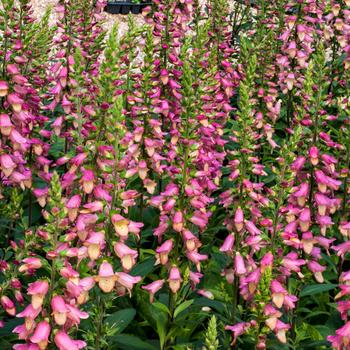 Digitalis x valinii Illumination® 'Pink'