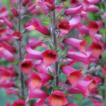 Digitalis x valinii Illumination® 'Raspberry'