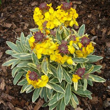 Erysimum 'Walfrastar' PP23101