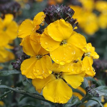 Erysimum Walberton's® 'Fragrant Sunshine'