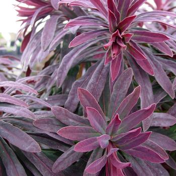 Euphorbia amygdaloides 'Waleuphglo' 