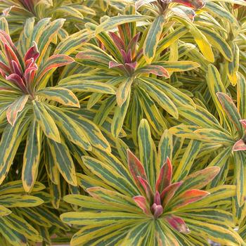 Euphorbia x martinii 'Ascot Rainbow' 