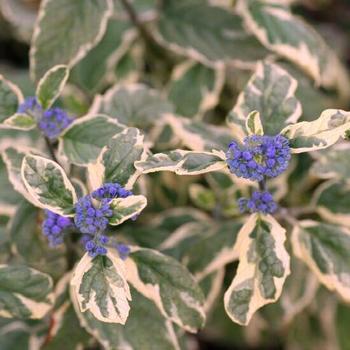 Caryopteris x clandonensis 'White Surprise'