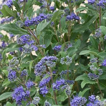 Caryopteris incana 'Blue Myth'