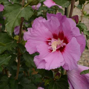 Hibiscus syriacus 'Mineru' 