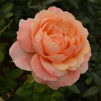 Rosa 'State of Grace'