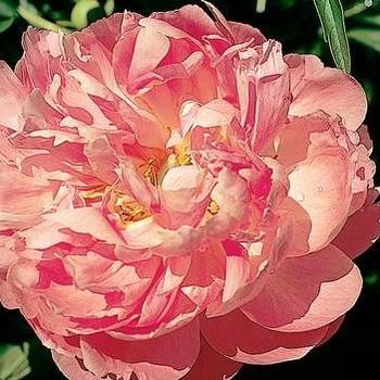 Paeonia 'Coral Supreme' 