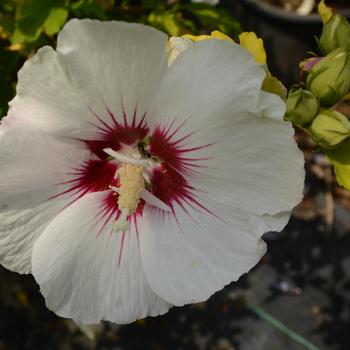 Hibiscus syriacus 'Red Heart' 