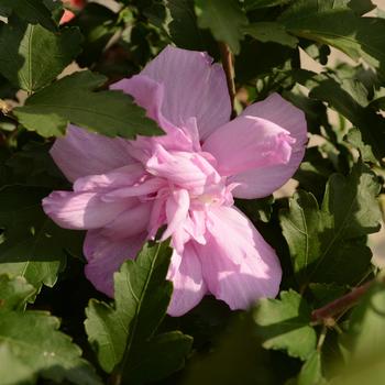 Hibiscus syriacus 'Ardens' 