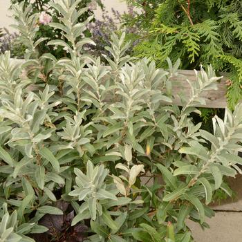 Salix candida 'Iceberg Alley®'