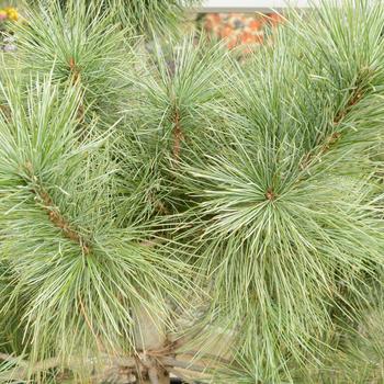Pinus strobus x ayacahuite 'Domingo'