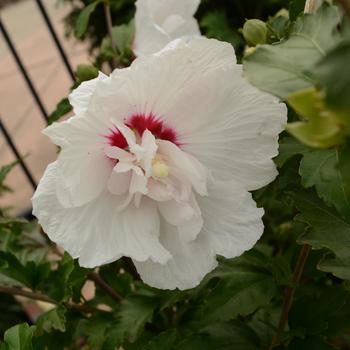 Hibiscus syriacus 'Minfren' Minfren