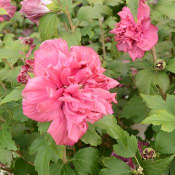 Hibiscus syriacus French Cabaret™ Red