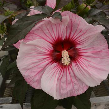 Hibiscus 'Cherry Choco Latte' PPAF