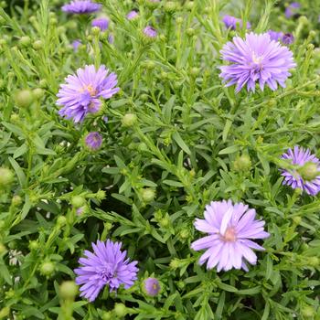 Aster novi-belgii 'Dragon™ Blue' 