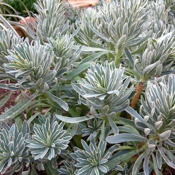 Euphorbia x martinii 'Glacier Blue' PP19027