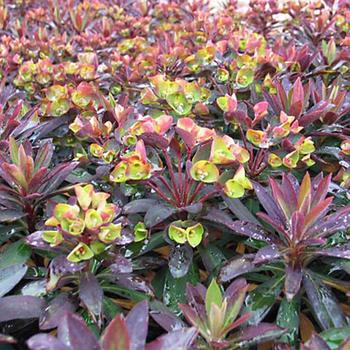 Euphorbia x martinii Sahara™ 'Blackbird'