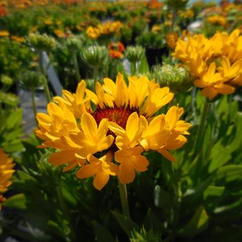 Gaillardia 'Fanfare Citronella' 