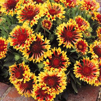 Gaillardia 'Fanfare' PP15892