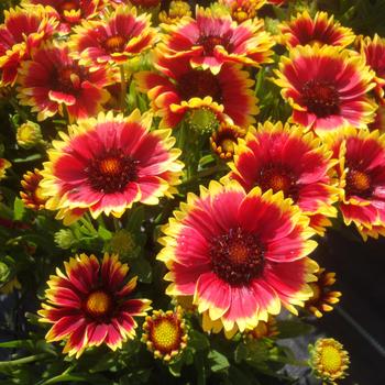 Gaillardia 'Sunset Cutie' PP26970