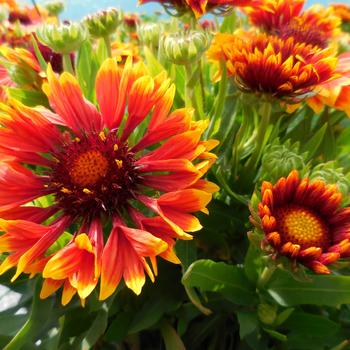 Gaillardia 'Sunset Flash' PP26945