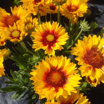 Gaillardia Realflor® SM 'Sunset Sunrise'