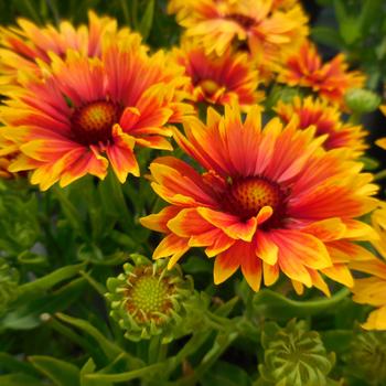 Gaillardia Realflor® 'Sunset Orange'