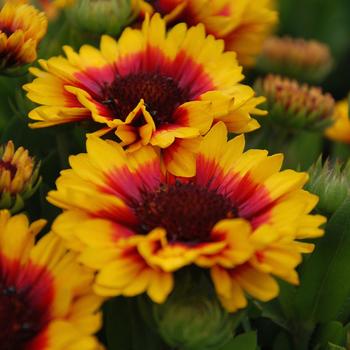 Gaillardia 'Sunset Halo' 