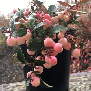 Gaultheria procumbens 'Hokutotakaji-001' 