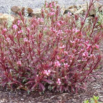 Gaura lindheimeri 'Passionate Rainbow™' PP17002