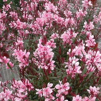 Gaura lindheimeri 'Passionate Blush™'