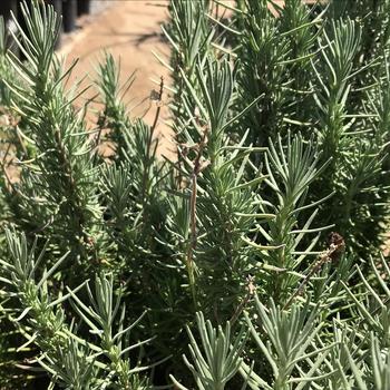 Lavandula stoechas 'Fairy Wings' 