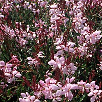 Gaura lindheimeri 'Walgaupf' PP15555