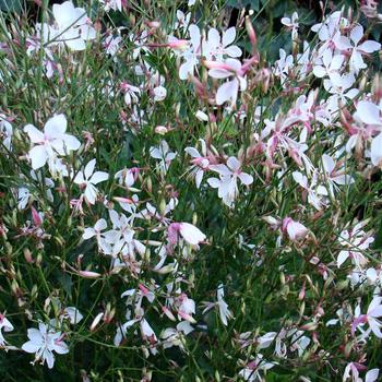 Gaura lindheimeri Flutterby Fountains™ 'Snow Fountain'