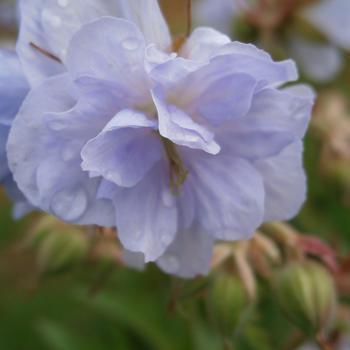 Geranium pratense 'Cloud Nine' 