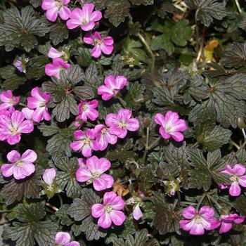 Geranium x antipodeum 'Orkney Cherry'