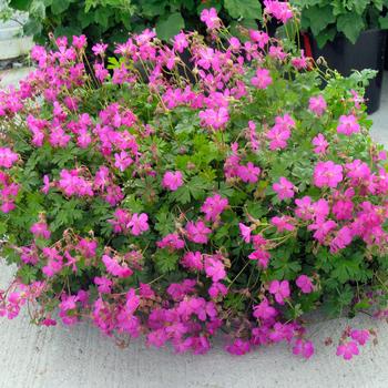 Geranium x cantabrigiense 'Crystal Rose'