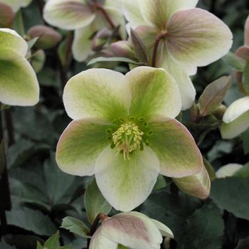 Helleborus 'Ivory Prince' 