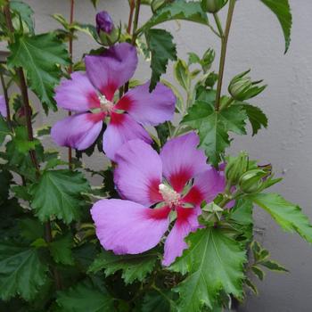 Hibiscus syriacus x paramutabilis Walberton's® 'Rose Moon'